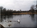 Lone swan and ducks on Trottick Pond in DD3 0SE