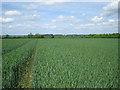 wheat field footpath and Beacon Hill Barn in MK16 9JS