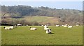Sheep at Lowgill in Tatham