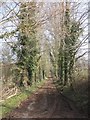 Tree-lined track to Quantock Lodge in TA5 1HF