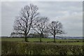 Three hedgerow trees in NG9 6JT