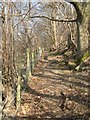 Woodland footpath in LL28 5TN