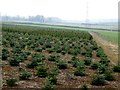 Christmas tree plantation near Woodhead Farm in CA11 8TB