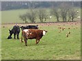 Cattle and chickens at Woodhead Farm in CA11 8TB