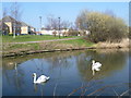 Swans on the canal at Thamesmead West in SE28 0AX