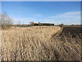 Reeds and ploughed field in PE16 6SR