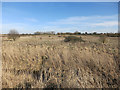 Fallow field on Little Acre Fen in PE16 6SR