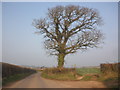 Isolated oak tree in TA5 1DD