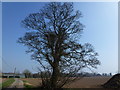 Roadside tree near Langley House, Kirton in PE20 1PY