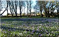 A Carpet Of Crocuses in KA7 2TX