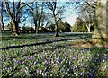 Crocuses In Corsehill Park in KA7 2TX