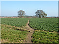 Footpath towards Burbage in SN8 3BL