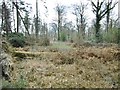 Churchplace Inclosure, forestry track junction in SO40 7FF