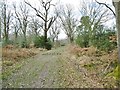 Churchplace Inclosure, forestry ride in SO40 7FF