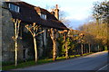 Pollarded trees and house at Broad Chalke in SP5 5DH