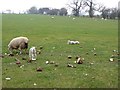 Sheep and lambs near Temple Sowerby in CA10 1SD