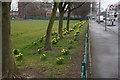 Daffodils on Rosmead Street, Hull in HU9 1SL