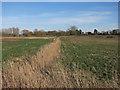 Reedy ditch off Little Acre Fen Drove in PE16 6SR