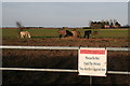 Horse field by Sea Lane, from Hogsthorpe in PE24 5QG