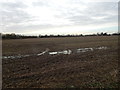 Muddy field, Panfield in CM7 5AJ