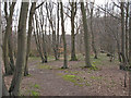 Path in Conyfield Wood, Messing in Messing-cum-Inworth