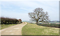 Lone tree beside farm road in Brandon and Byshottles