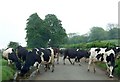 Moooooove over Dammit ! - Rhiwbina Hill, Cardiff in CF14 7TT