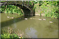 Canada Geese and Goslings, Iffley Lock in OX1 5PB