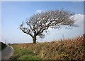 Wind-shaped tree, Burrow Cottage in Warbstow