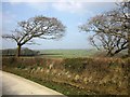 Trees by the lane to Hendra Farm in Warbstow