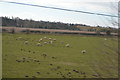 Sheep grazing near Albrighton in WV7 3RE