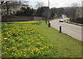 Daffodils by the A435 in GL52 6LD