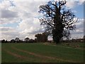 Hedgerow and field, Ipswich Northern Fringe in IP4 3AZ