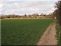 Path and Hedgerow, Ipswich Northern Fringe in IP4 3AZ