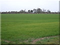 Crop field off Back Lane in North Cockerington