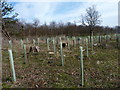 Old stumps and new planting in KY9 1ER