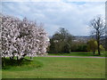 Blossom in Alexandra Park in N11 2JL