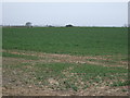 Crop field, Pick Hill Bridge in South Cockerington