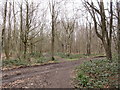 Permissive bridleway and footpath junction in Sevenoaks Common in TN13 1QT