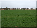 Farmland, South Somercotes in South Somercotes