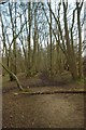 Muddy Path Through "The Coppice" in CM15 0LL