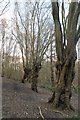 Hornbeam Pollards in Pole's Wood in CM15 0LL