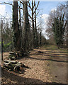 Little Shelford: pollarded trees on Bradmere Lane in CB22 5EU