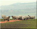 Sheep eating carrots at Brownlow, Billinge in WN5 7FP