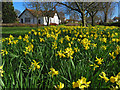 Daffs and library, Anlaby Park, Hull in HU4 6TE