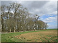 Edge of a plantation in Ashby de la Launde, Digby & Scopwick Ward