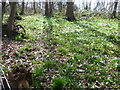 Wild daffodils in Lesnes Abbey Woods in DA17 5AG