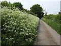 Laneside hedge parsley in HR6 0HE