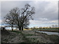 Trees on the river bank in HU7 5XX