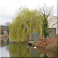 Willow on the Chelmer & Blackwater Navigation, Heybridge in CM9 4LY